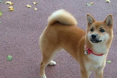 柴犬什么时候最好看