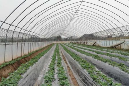 氮肥喷施与埋入哪个效果好