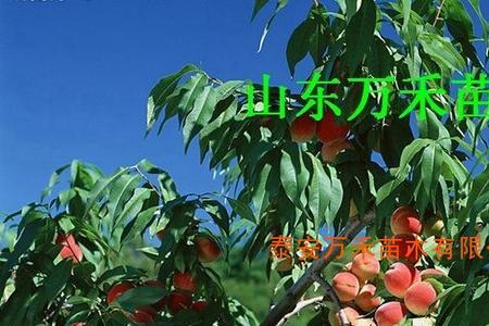桃树八月九月是生长期吗