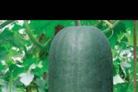 冬瓜可以大量喂猪吗