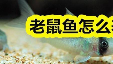 哪种鼠鱼最适合长期养