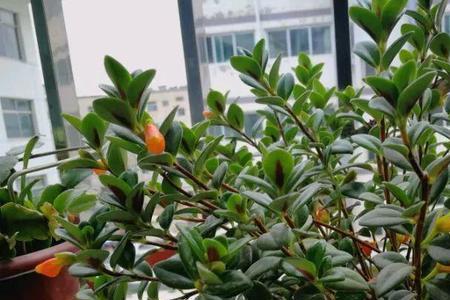 室内养金鱼花没有光照行吗