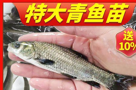 螺蛳青鱼苗养殖技术