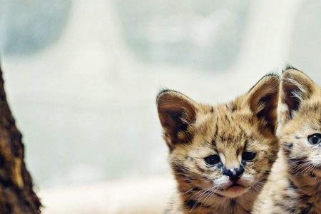 薮猫的同音字