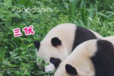 大熊猫什么时候配婚