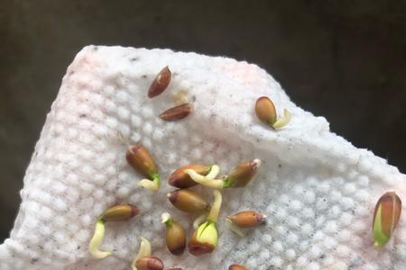 柠檬籽发芽了还能吃么