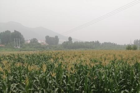 农达能制死大树吗