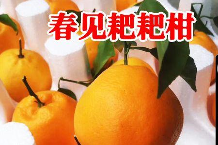橘子哪边是头哪边是尾