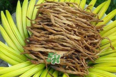 金针和黄花菜是一个菜吗