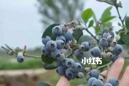 薄雾蓝莓优缺点休眠多少小时