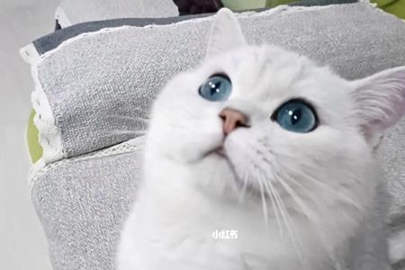 银点毛色会根据温度变化吗