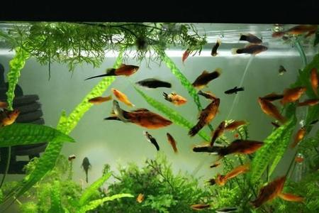 鱼缸有蟌怎么办