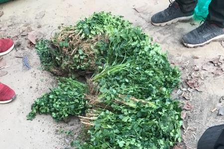 铁杆香菜种植技术