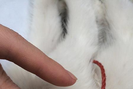 84消毒液对小猫身上有跳蚤有用吗