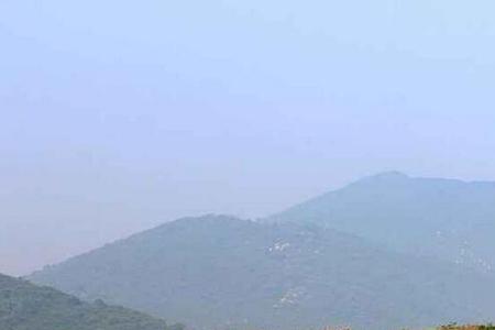 黄荊下山桩的种植与养护
