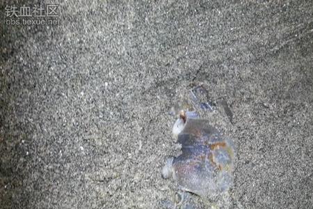 海蟹能活一晚上吗