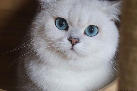 交易猫猫舍怎么不见了