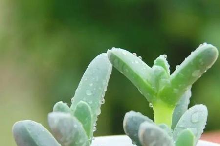 鹿角海棠夏天可以露养吗