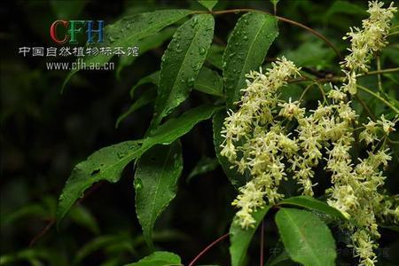 北梣是什么意思