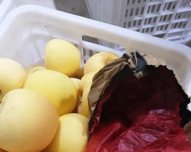 黄晶六号是什么品种