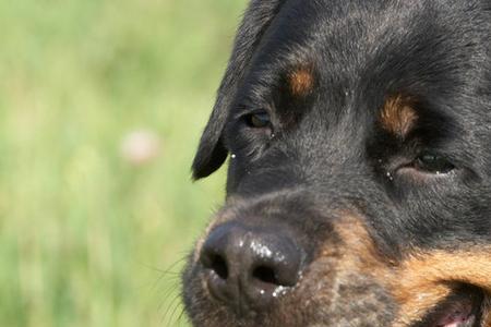 腊肠犬和罗威纳为什么那么像