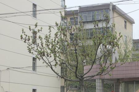 石家庄想象国际有初中吗
