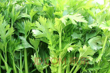 四季小香芹是小药芹吗