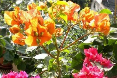 铁三角开花时怎样浇水