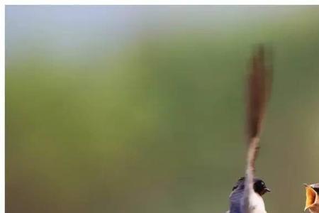 燕子的眼睛是什么颜色