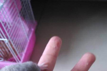 仓鼠的身高