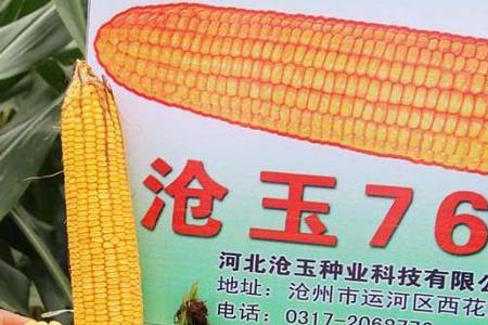 河南十大夏播高产玉米品种