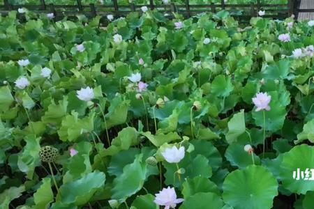 2022绍兴十里荷塘荷花开了吗