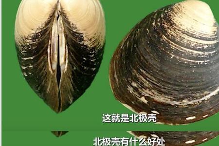 贝壳为什么没有眼睛