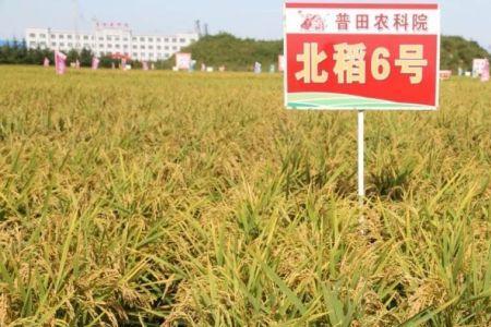 特优1359水稻产量与特征