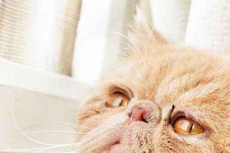 猫咪养了10年是多少岁