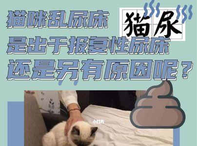 猫咪出门五个小时会乱尿吗