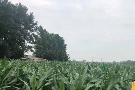 新型裕丰303玉米种