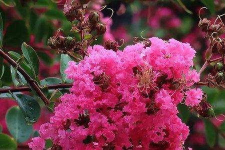 盐城的市花及意义