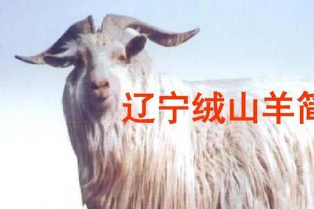 辽宁绒山羊口感