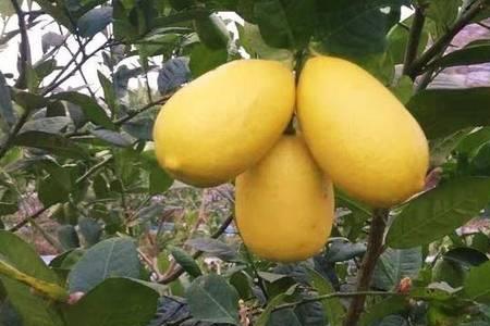 柠檬反季节什么时候催花