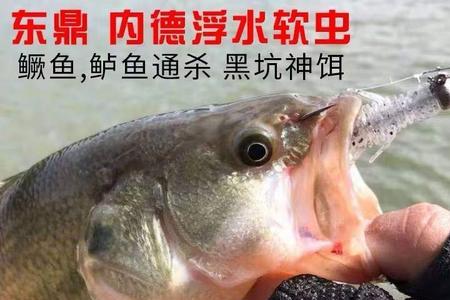 虾饵算活饵吗
