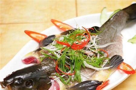 丁桂鱼胆小吗