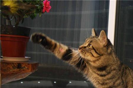 狸花猫怎么突然变护食