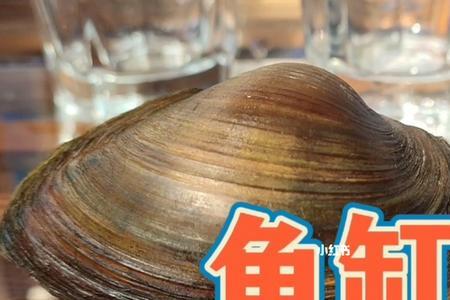 河蚬鱼缸中怎么养