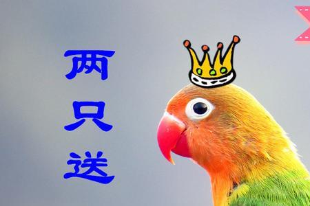 牡丹鹦鹉吃多少斤粮食