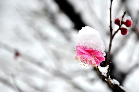 有关赞美梅雪的成语