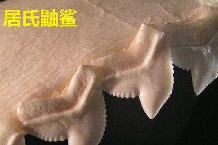 成年人为什么会有鲨鱼牙
