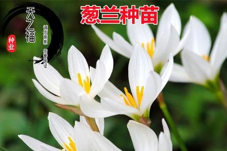 韭兰种几棵最合适