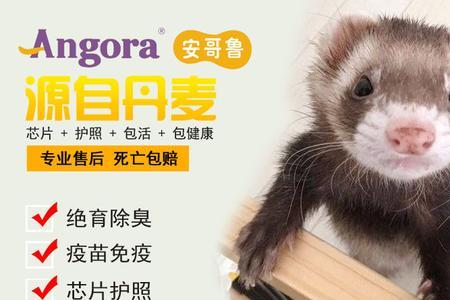 安格鲁貂可以吃蛋黄嘛