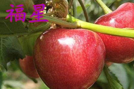 北方车厘子适合种植什么品种